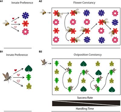 Learning-based oviposition constancy in insects